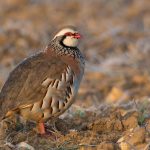 Partridge bird - myth